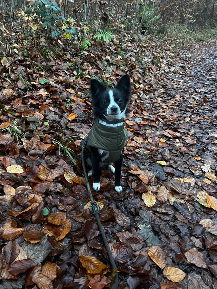 Hundetreffen-Gemeinsame Spaziergänge und Toben-Profilbild