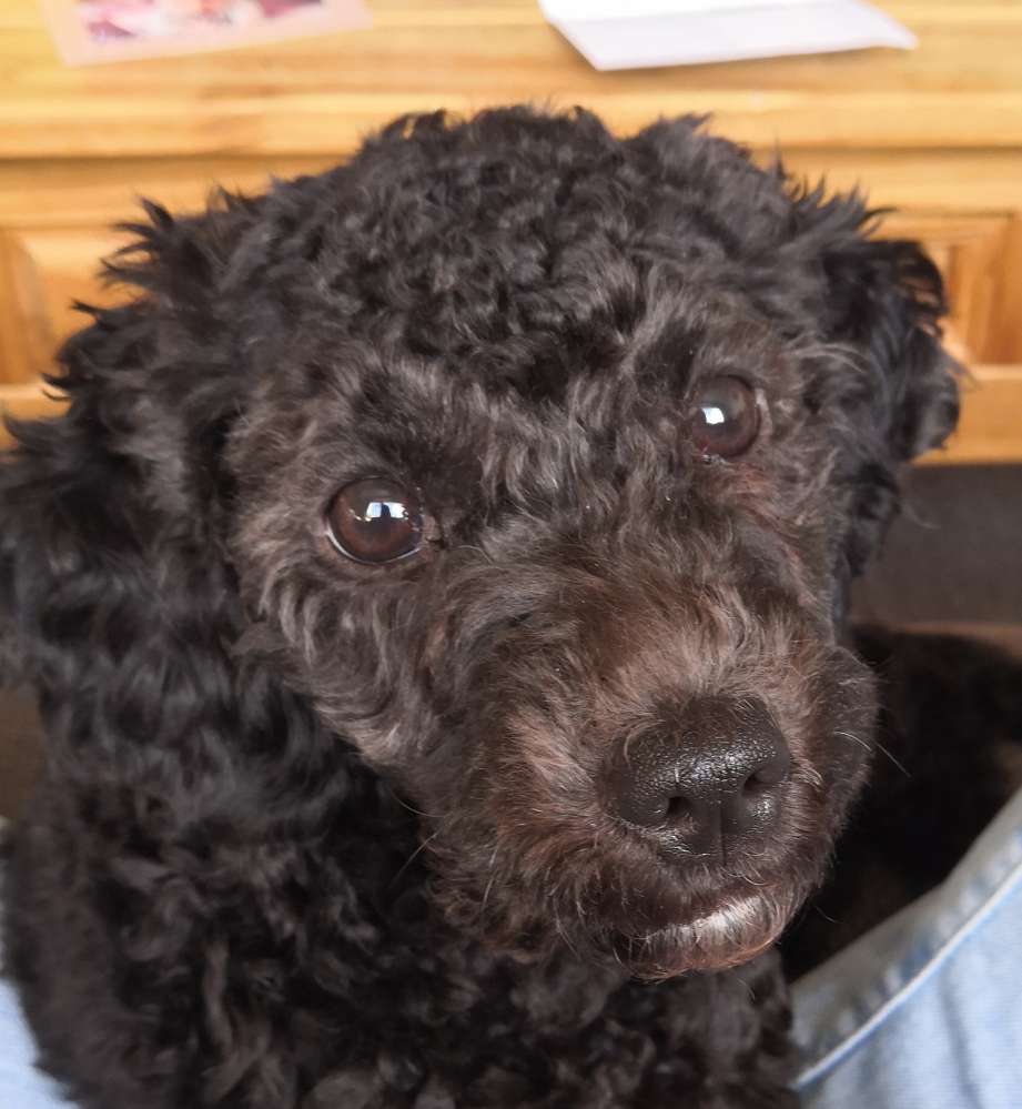 Hundetreffen-Sozialisierung Junghund-Profilbild