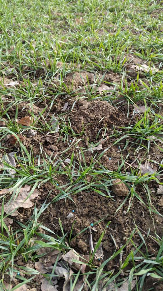 Giftköder-Blaue Kügelchen auf Feld-Profilbild