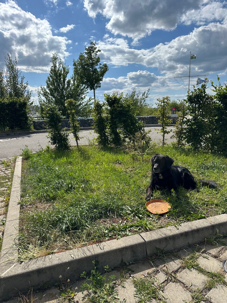 Hundetreffen-Kennen lernen & gemeinsames spielen-Profilbild