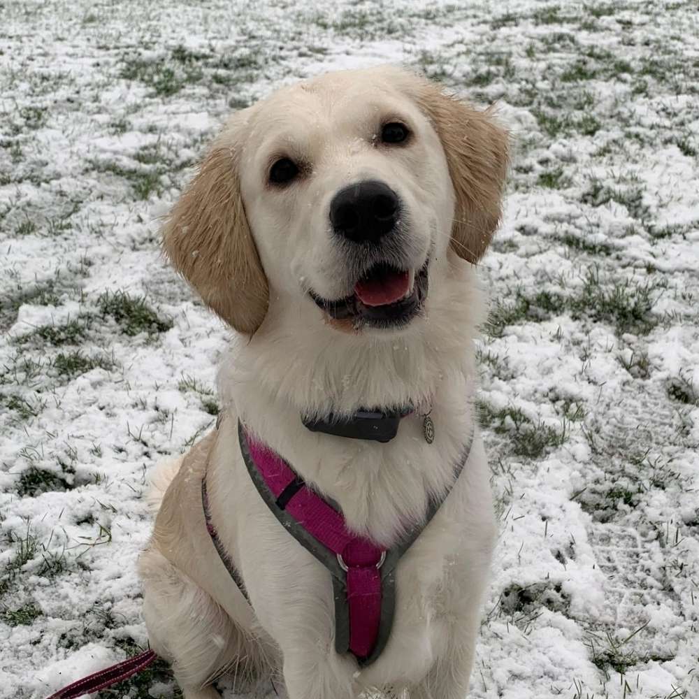 Hundetreffen-Treffen zu Quatschen und Hundetoben/ Gassi-Profilbild