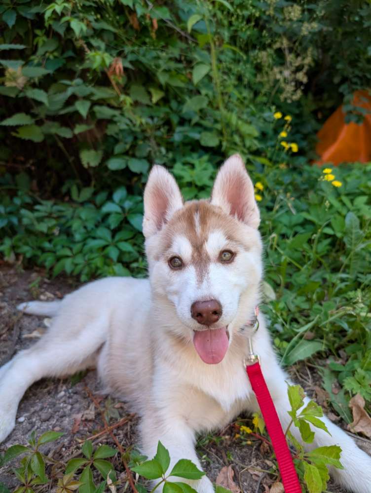Hundetreffen-Welpentreffen Forbach (Murgtal)-Profilbild