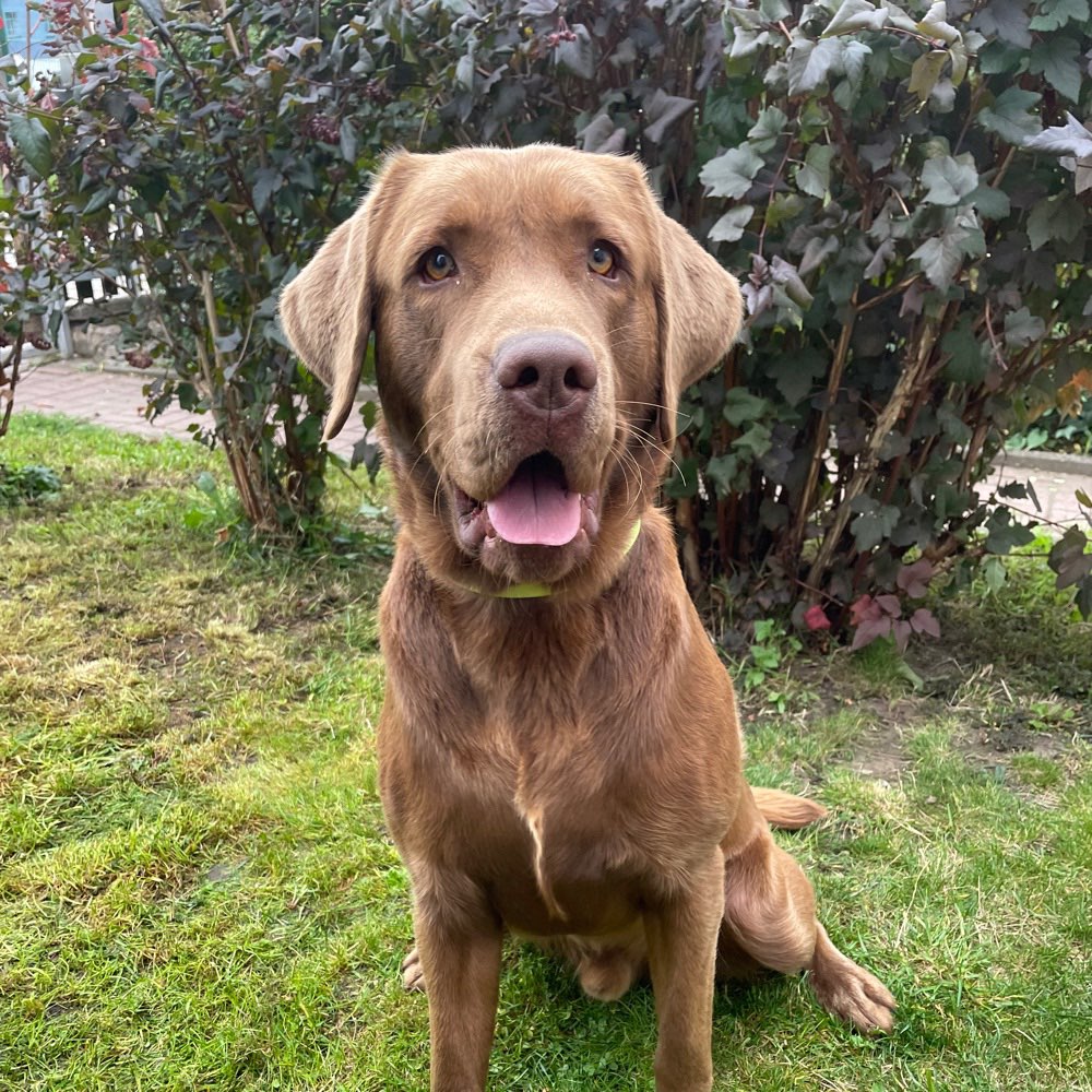 Hundetreffen-Junghundetreffen-Profilbild