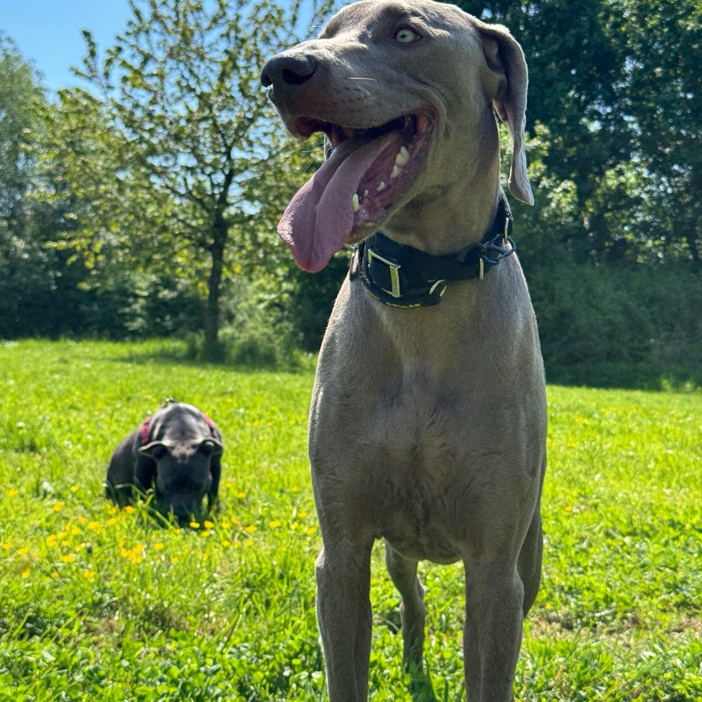 Hundetreffen-Spielen-Profilbild