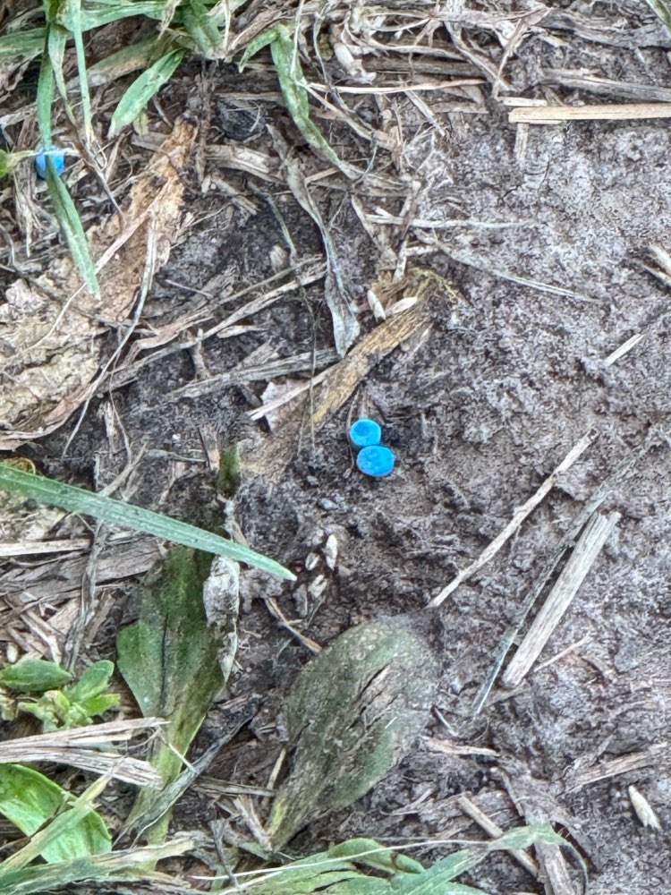 Giftköder-Auf den Wiesen sind blaue Granulate-Profilbild
