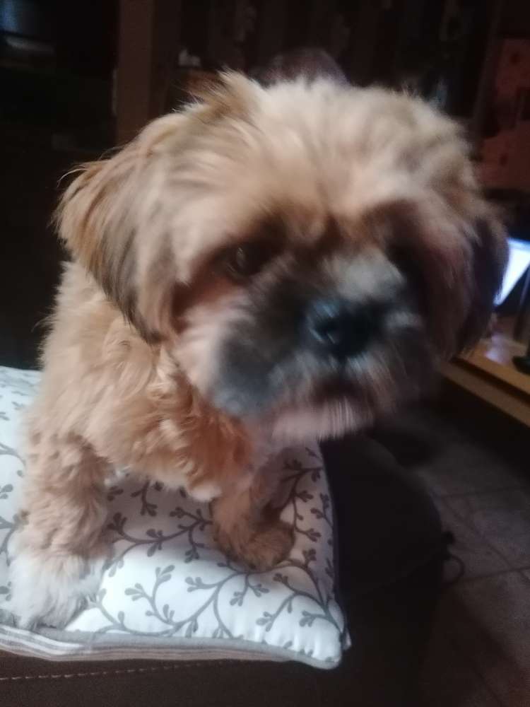 Hundetreffen-Hundegassi Hopen-Profilbild