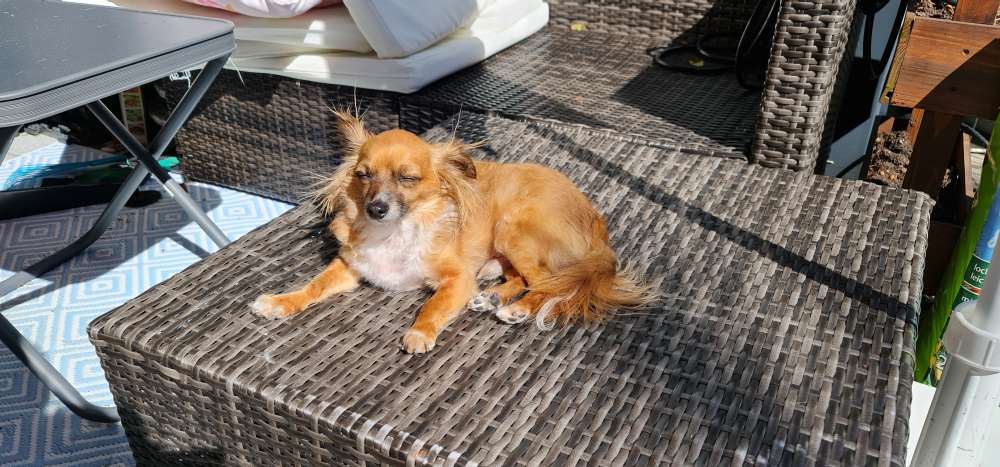 Hundetreffen-Lern und Spielerunde für kleine bis mittelgroße Hunde-Profilbild