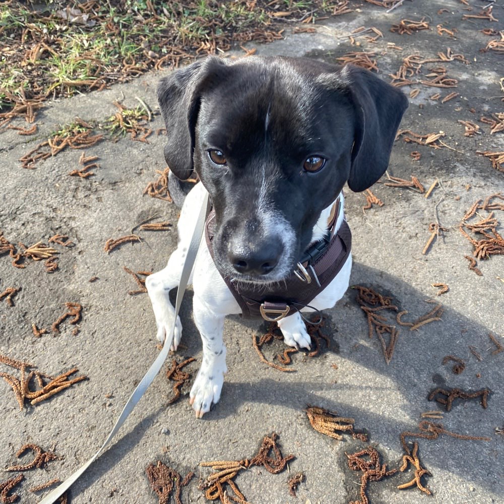 Hundetreffen-Hundetreffen-Profilbild