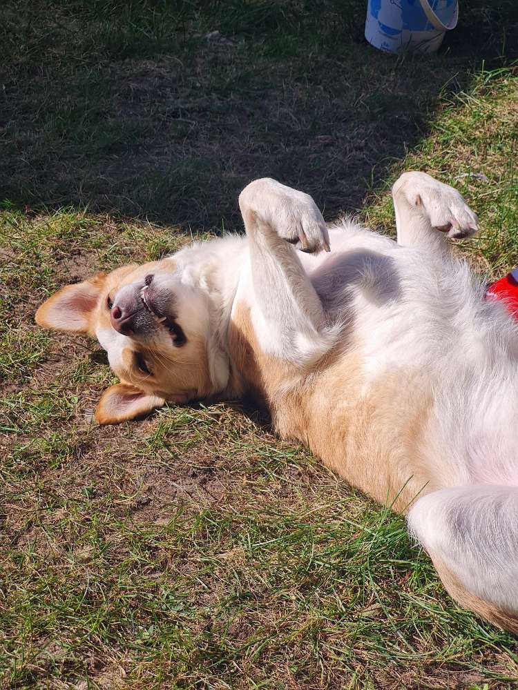 Hundetreffen-Gassi gehen/Sozialisierung-Profilbild