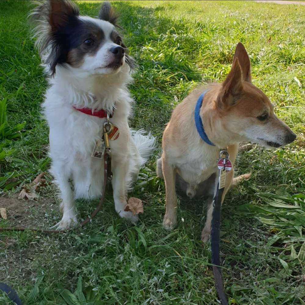 Hundetreffen-Spaziergänge in der Ohligser Heide-Profilbild