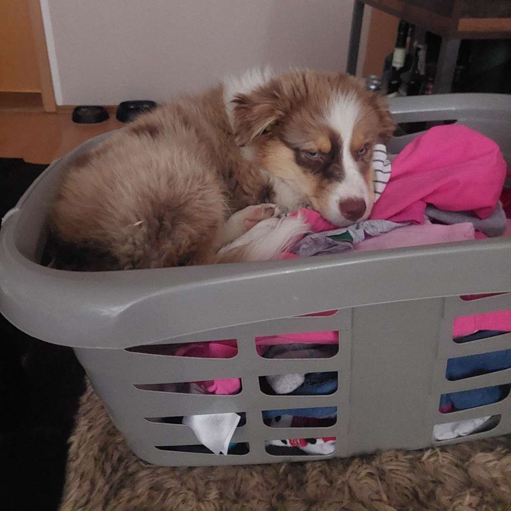 Hundetreffen-Hilde sucht einen Spielpartner-Profilbild