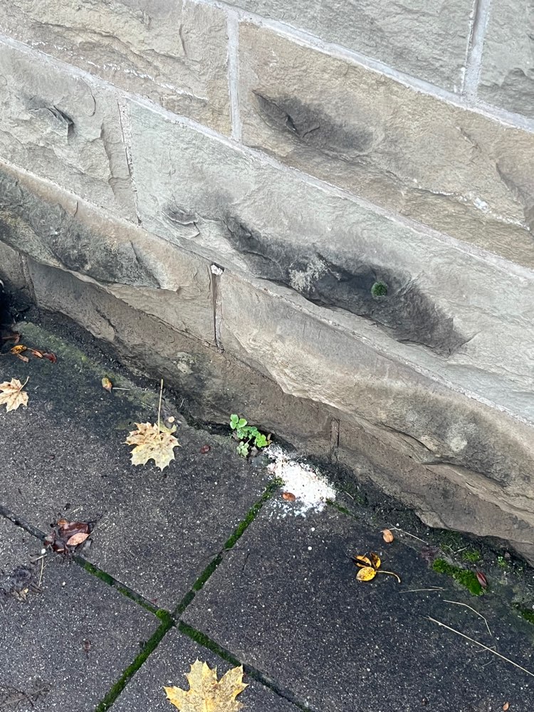 Giftköder-Weißes Pulver-Profilbild