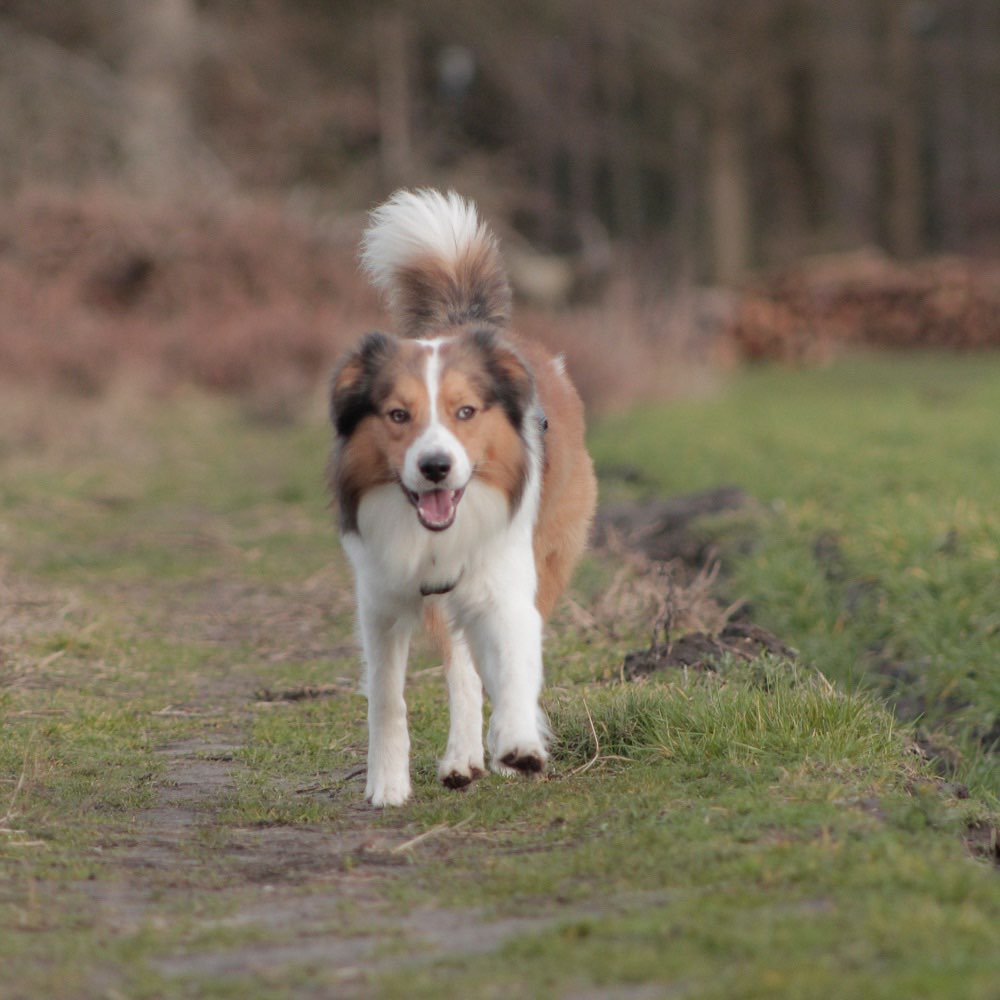 Hundetreffen-Social Walk-Profilbild