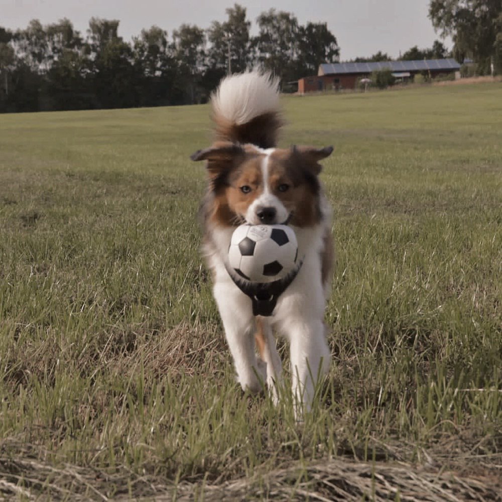 Hundetreffen-Kontrollierte Spielpartner/Gruppe gesucht-Profilbild