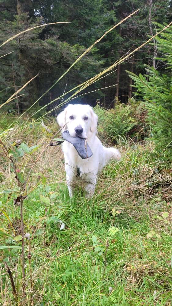 Hundetreffen-Gassitreffen-Profilbild