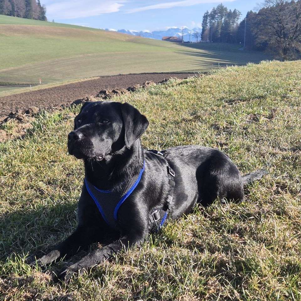 Hundetreffen-Spazieren & Spielen-Profilbild