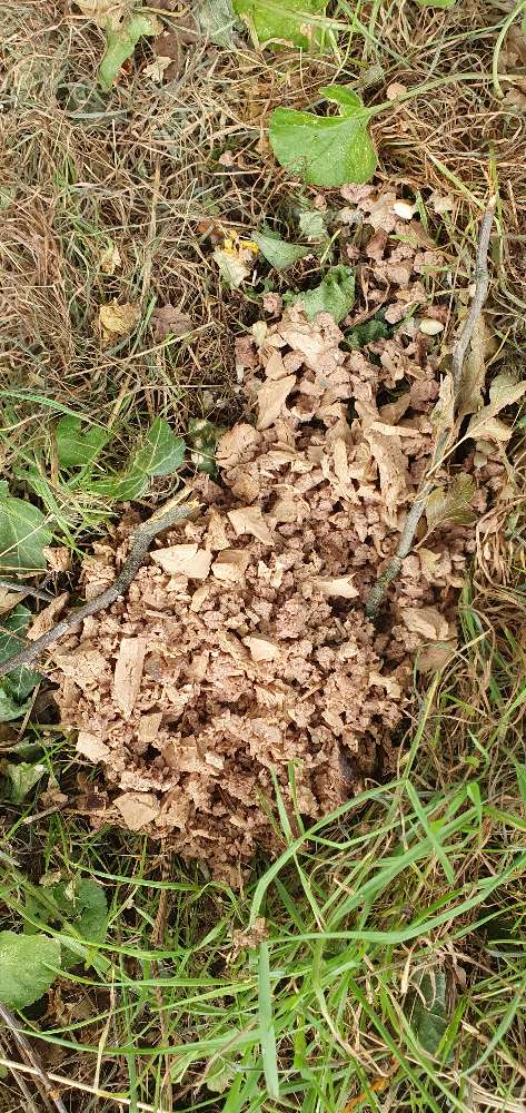 Giftköder-Evtl. Futter mit Gift gemischt-Profilbild