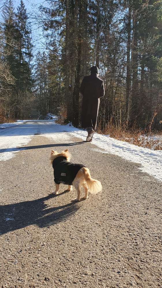 Hundetreffen-Gassirunde zum Freunde finden (WE)-Profilbild