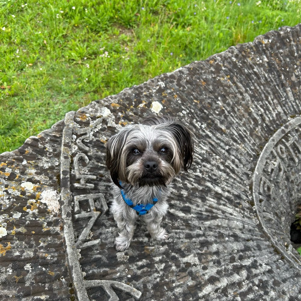 Hundetreffen-Hunde Begegnungen gemeinsam üben-Profilbild