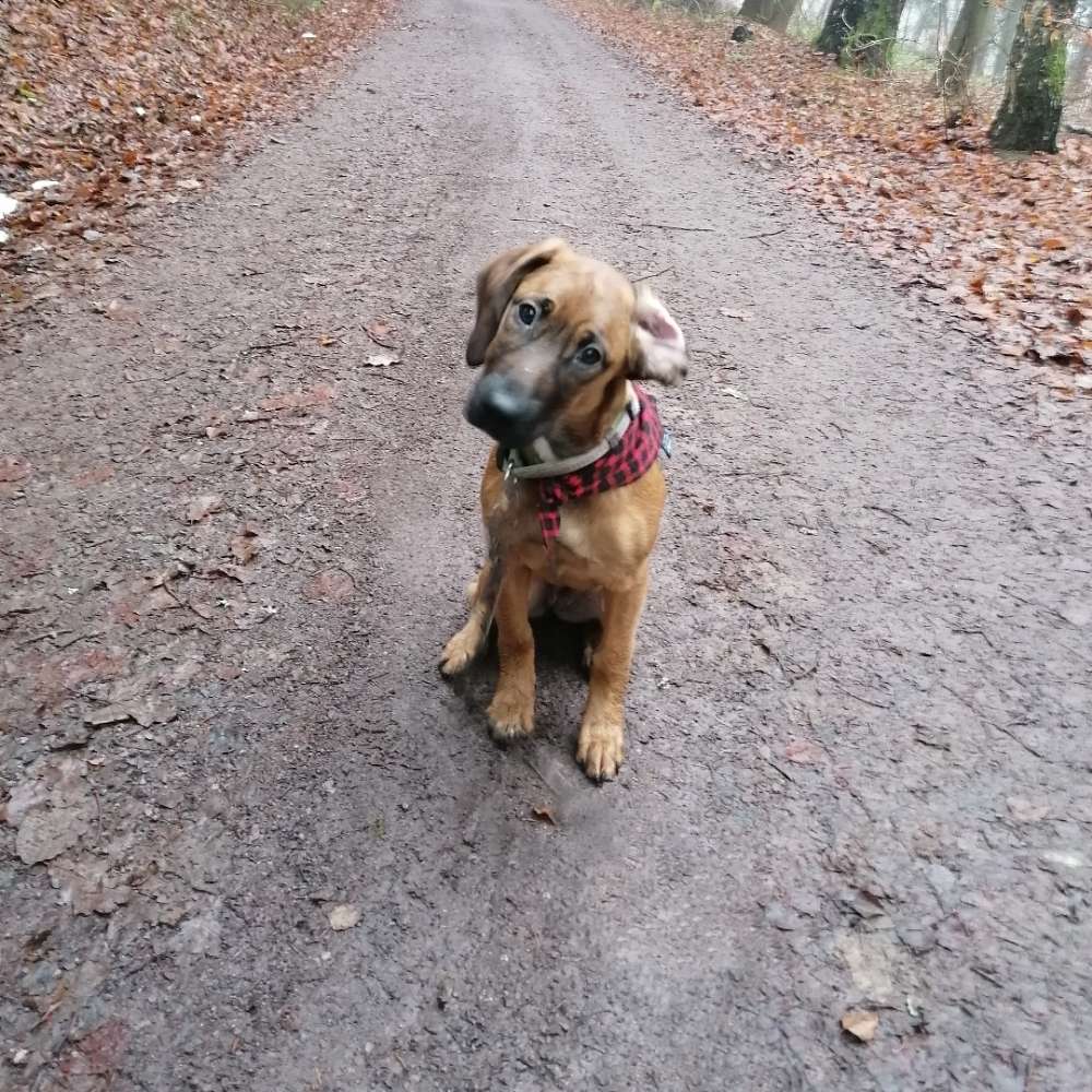 Hundetreffen-Neue Hundekumpels gesucht-Profilbild