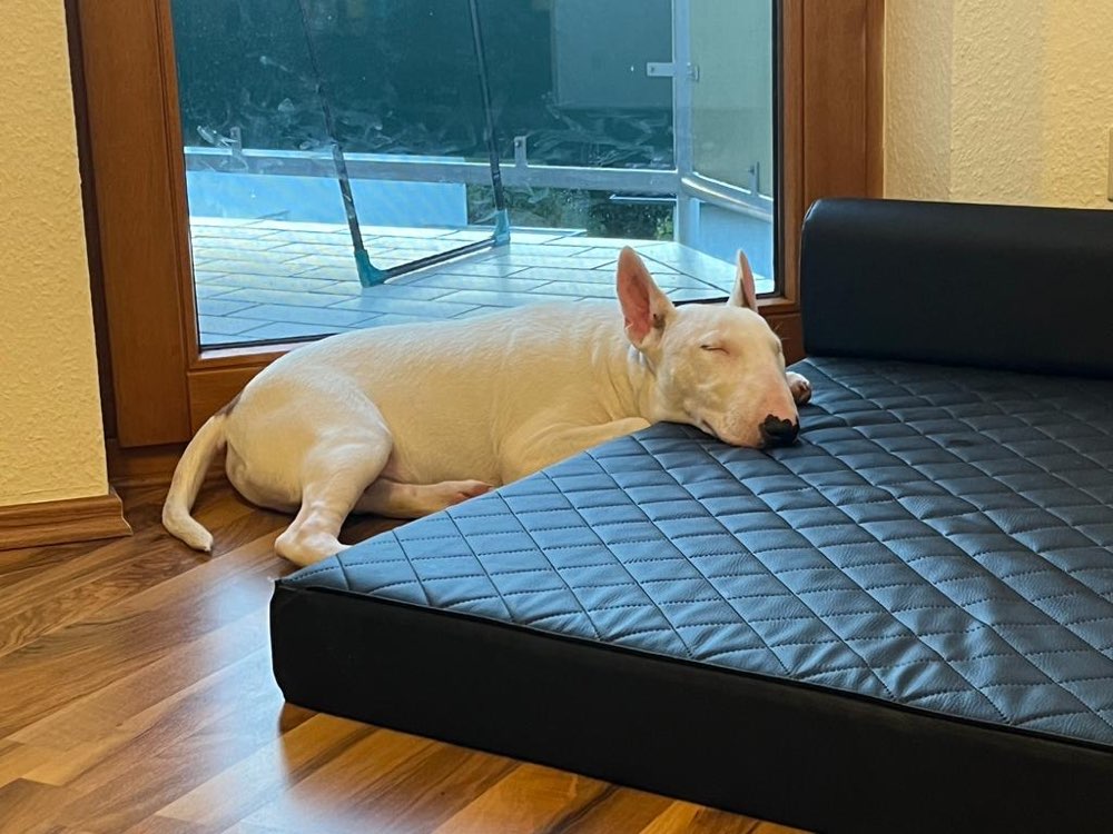 Hundetreffen-Spaziergänge Spielen-Profilbild