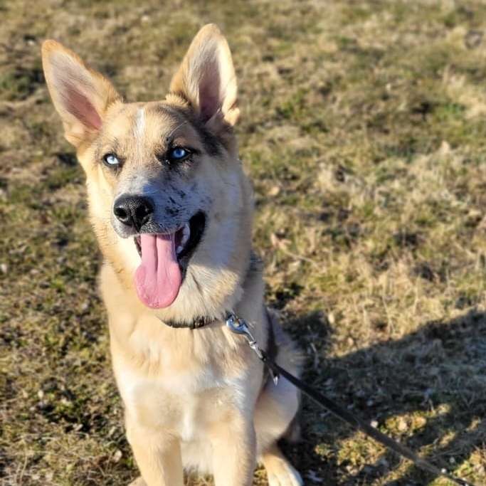 Hundetreffen-Suchen Spielkameraden-Profilbild
