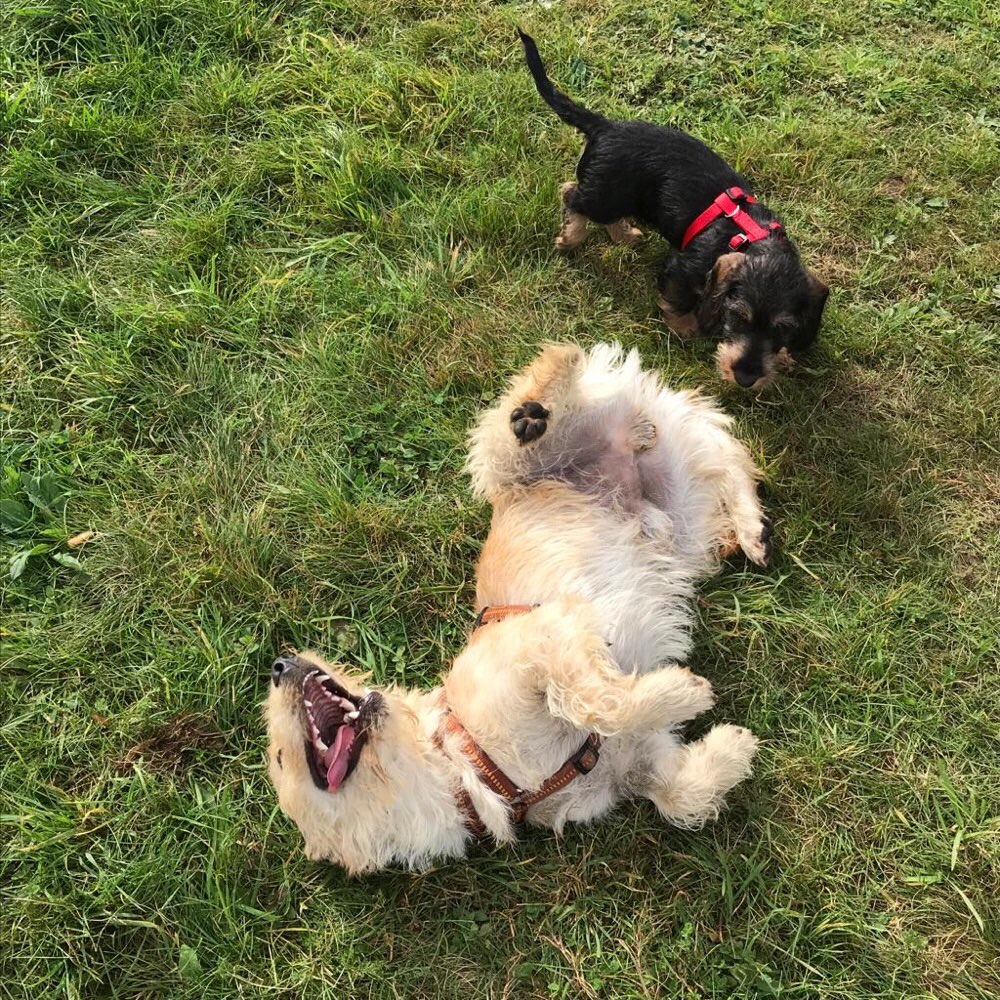 Hundetreffen-Suche Spielkameraden für Oskar-Profilbild