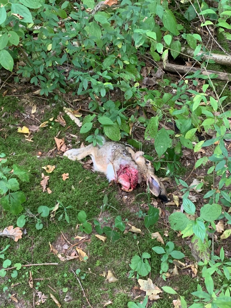 Giftköder-Toter Hase-Profilbild