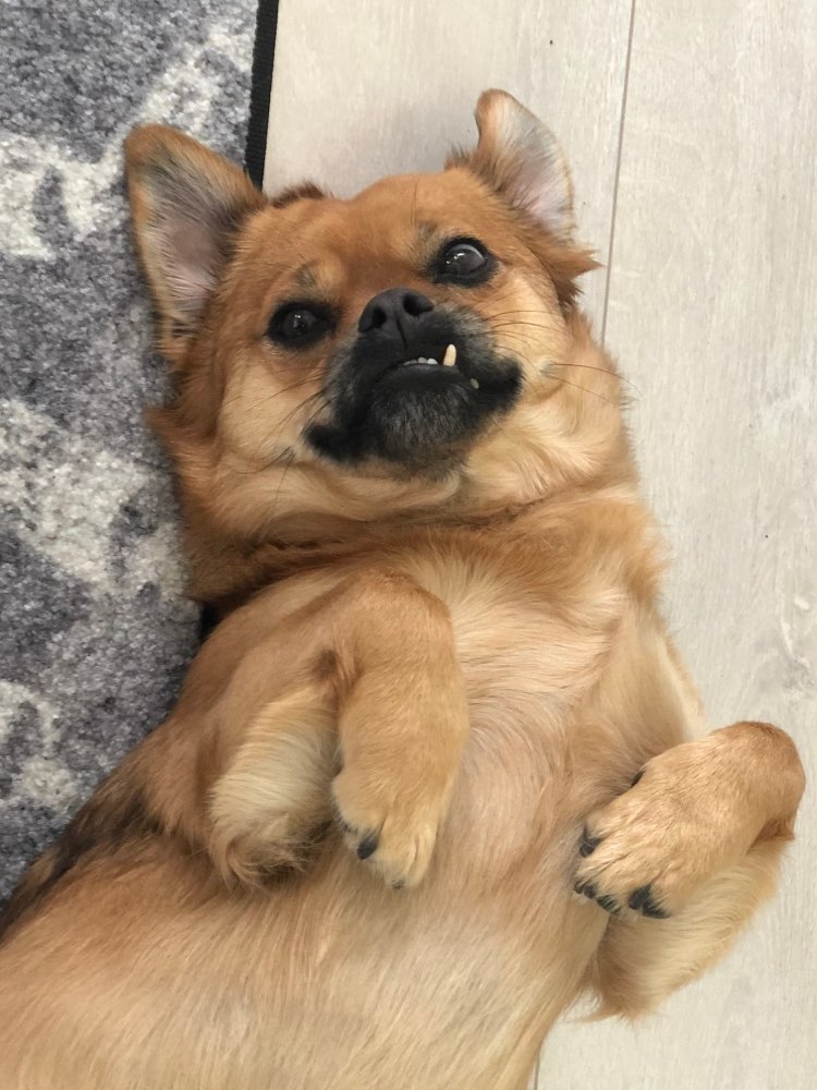 Hundetreffen-Gassipartner für flexible Runden gesucht-Profilbild