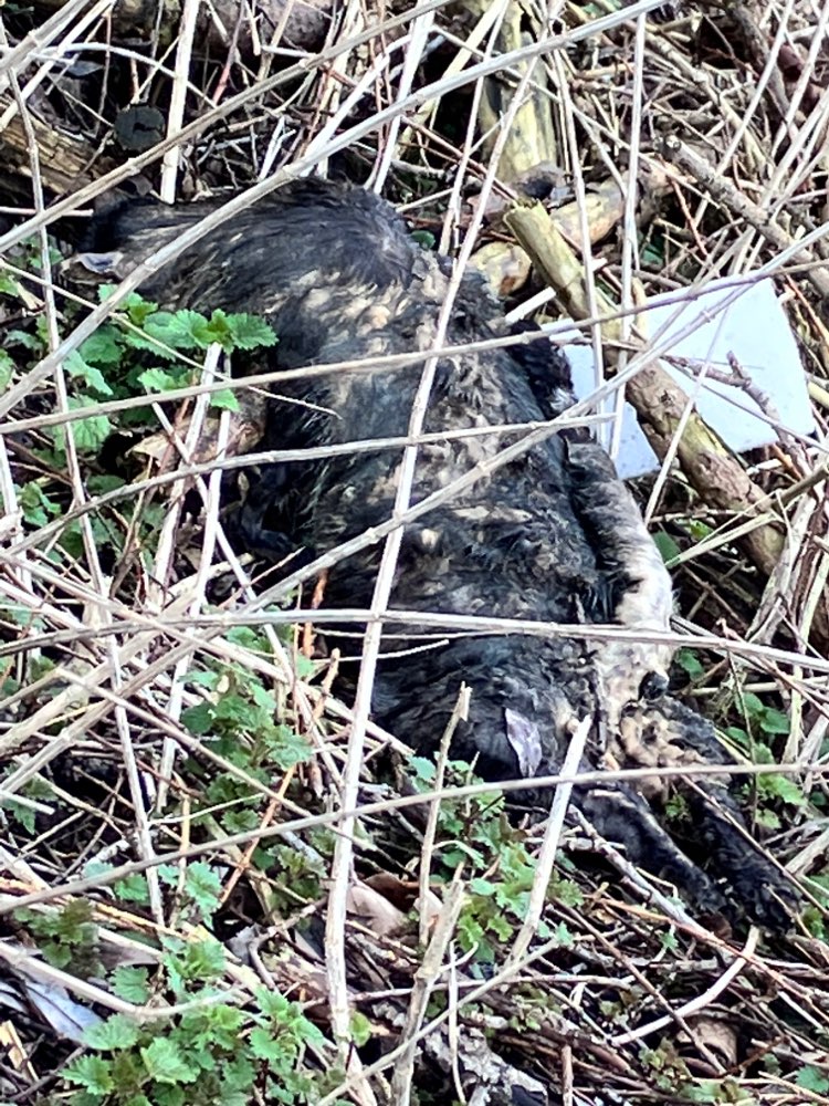 Tote Katze/toter Hund am Wegesrand in Mülheim an der Ruhr 21. März