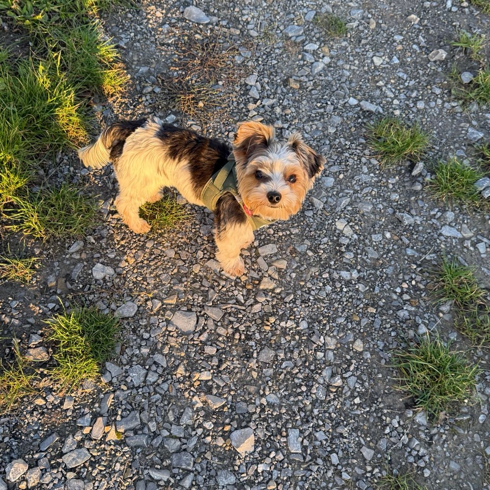 Hundetreffen-Gassirunde zwischen Sontheim und Flein-Profilbild