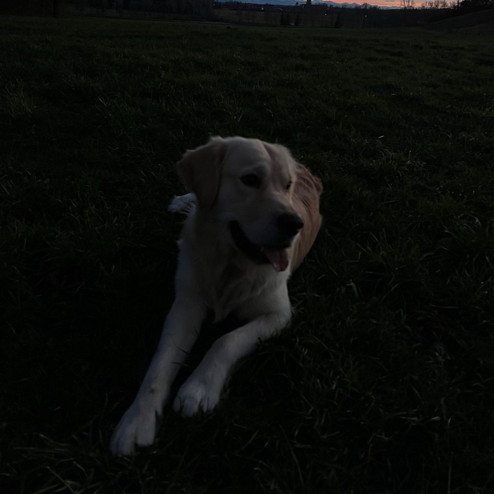 Hundetreffen-Gemeinsame Gassirunde 🐾-Profilbild