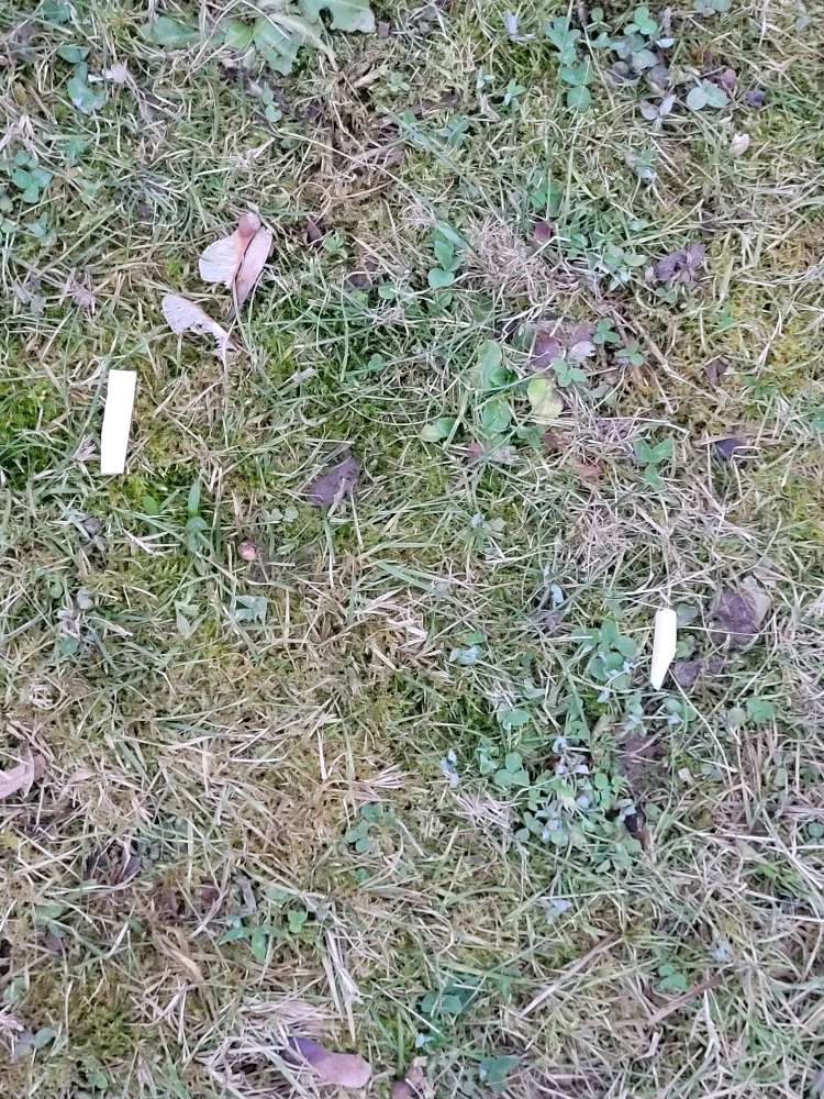 Giftköder-Vermutliche Giftköder (Käse,Wurst)-Profilbild