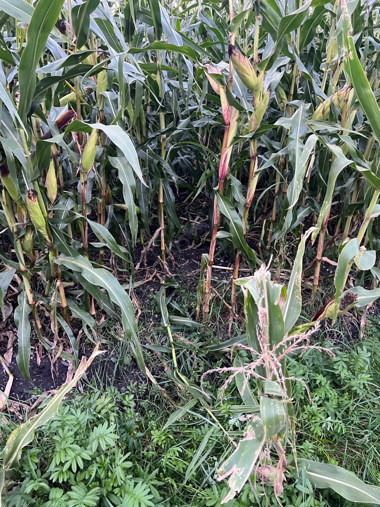 Giftköder-Tote Katze/ Hase im Maisfeld-Profilbild