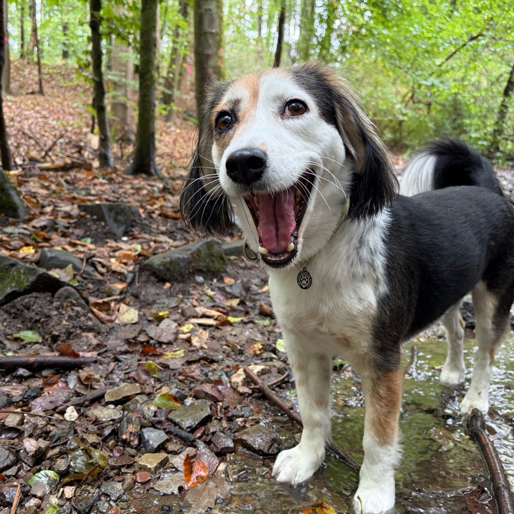 Hundetreffen-Hundespaziergang Essen Horst und Umgebung-Profilbild