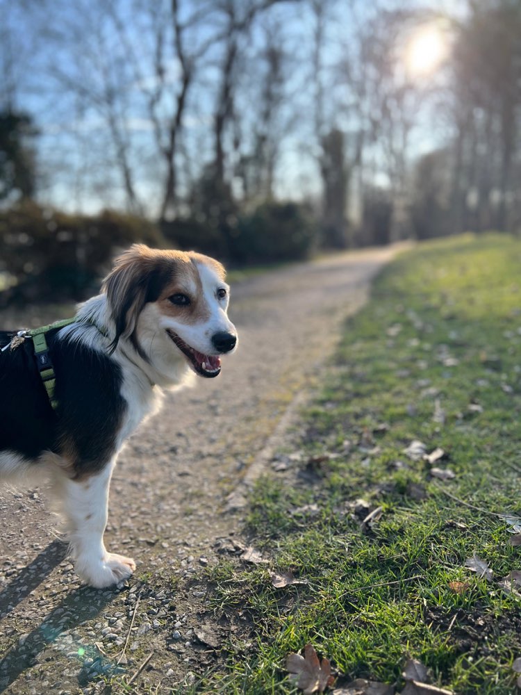 Hundetreffen-Hundespaziergang Essen Horst-Profilbild