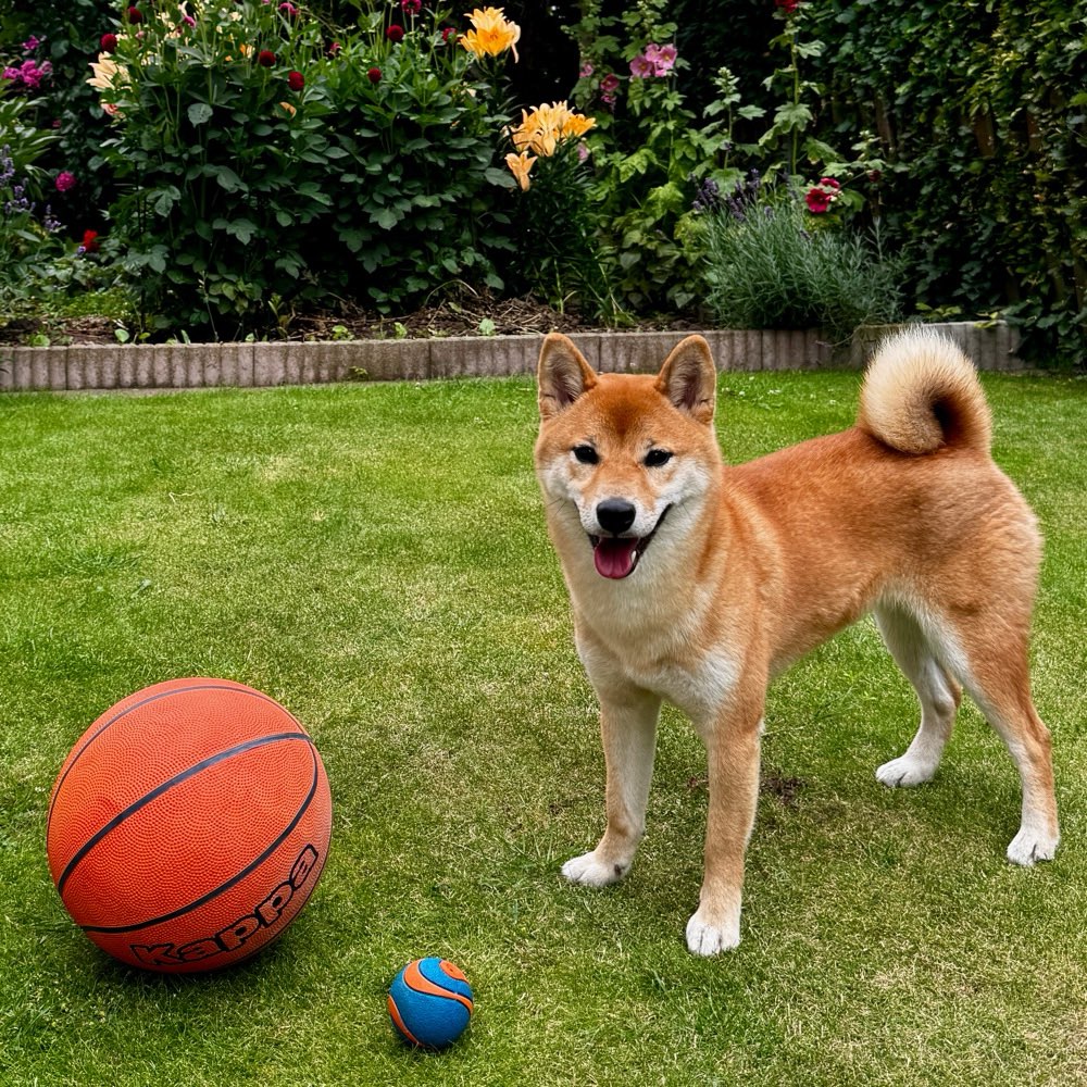Hundetreffen-Social Walk / Hundekontakte gesucht-Profilbild