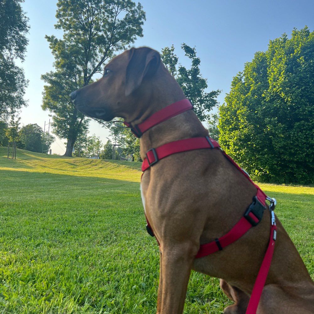 Hundetreffen-Treffen in Bad Aibling-Profilbild