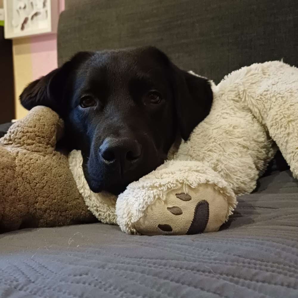 Hundetreffen-Kalle sucht Spielpartner-Profilbild