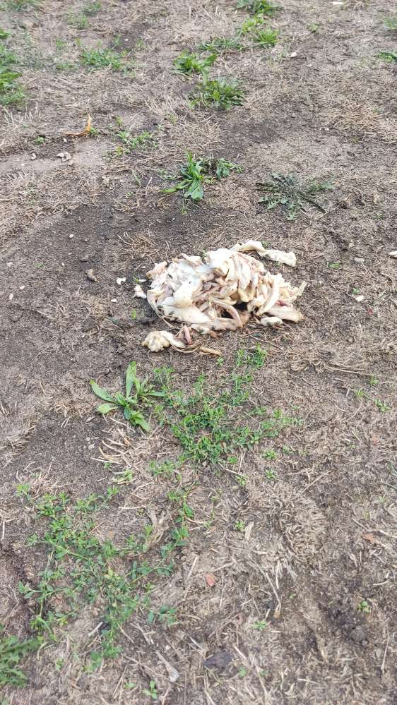 Giftköder-Fleischreste-Profilbild