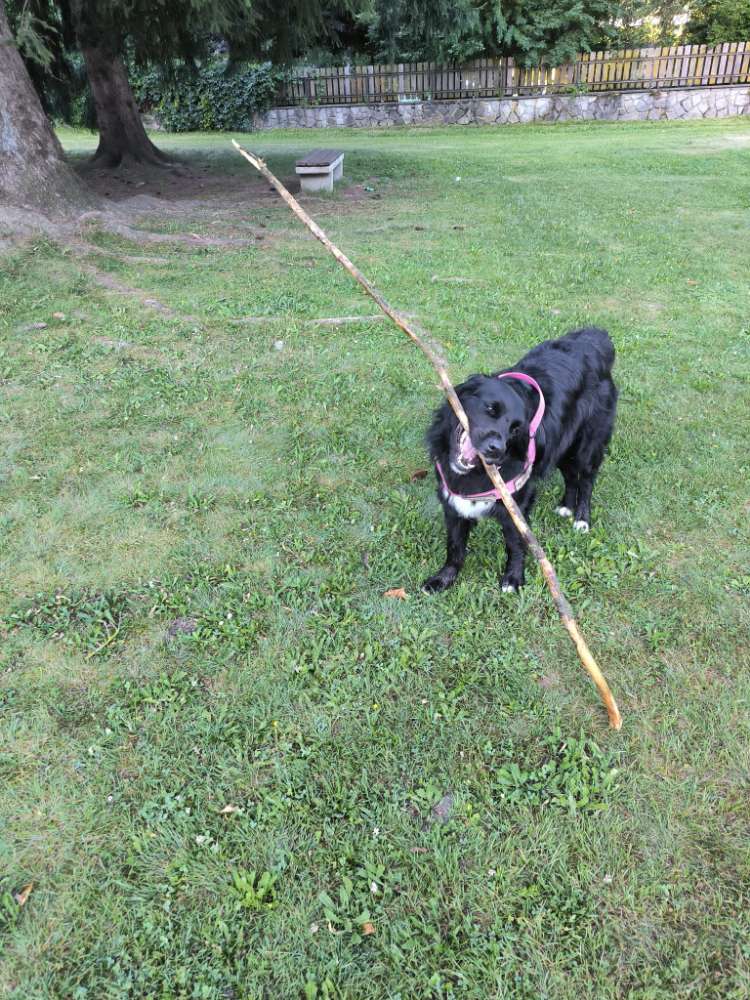 Hundetreffen-Loki sucht neue Freunde-Profilbild