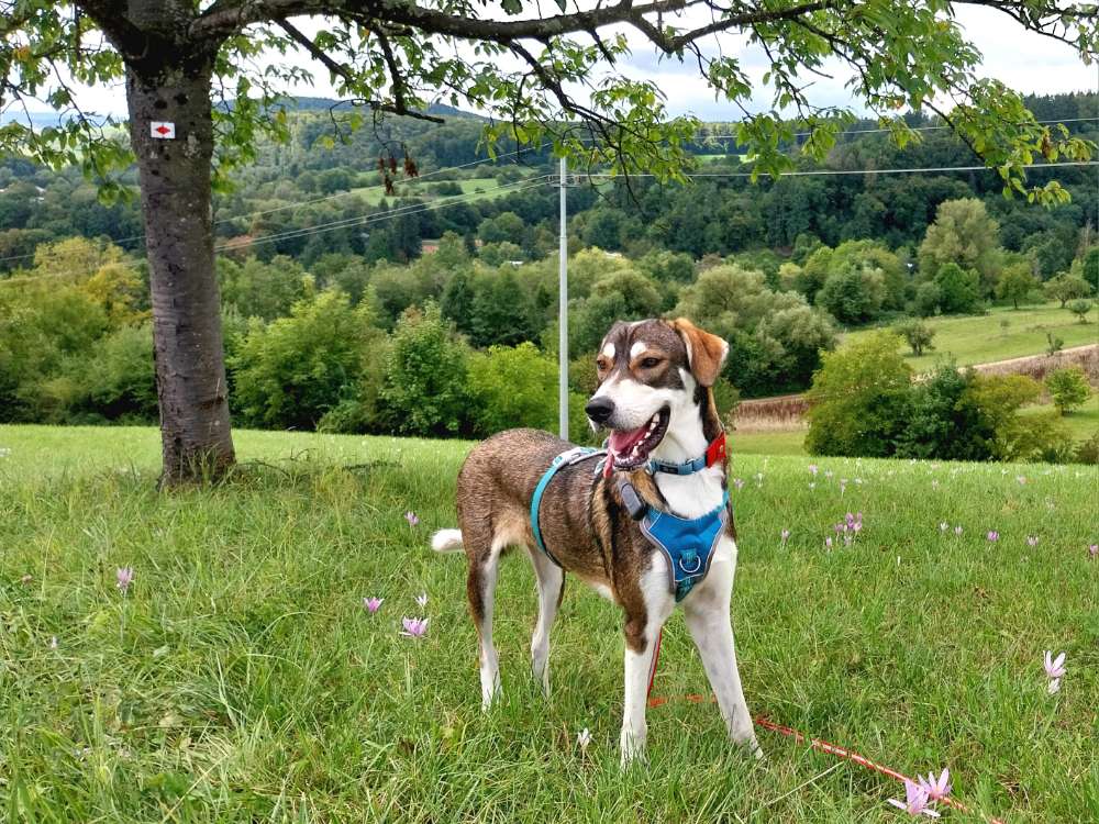 Hundetreffen-Spazieren und Spaß haben-Profilbild