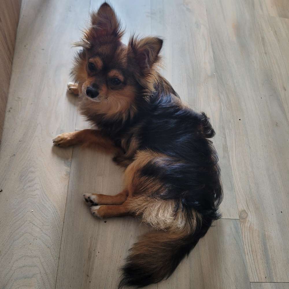 Hundetreffen-Spaziergänge und Spielen-Profilbild