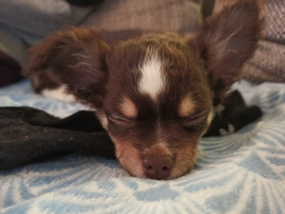 Hundetreffen-Gemeinsames Spazierengehen und spielen (kleine Hunde)-Profilbild