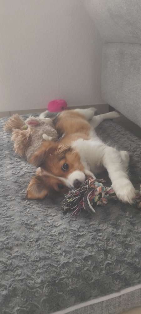 Hundetreffen-Spielrunde in Bamberg für Welpen unter 5 kilo-Profilbild