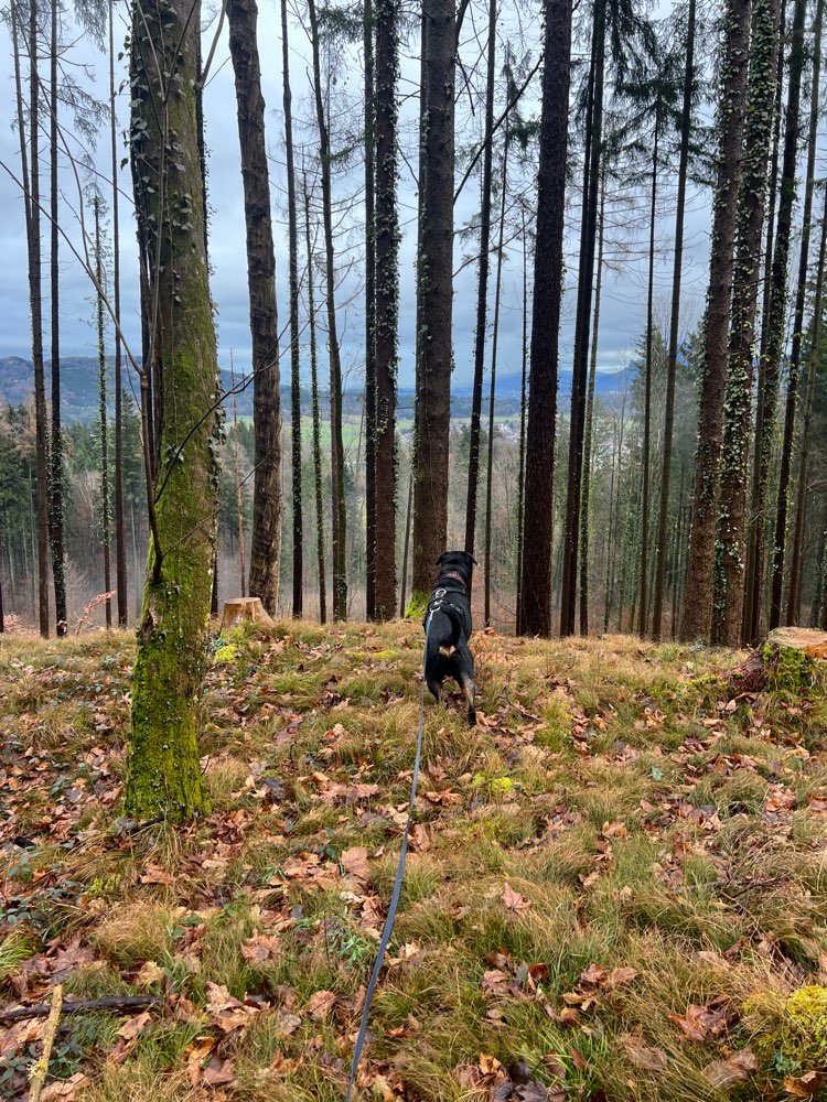 Hundetreffen-Spaziergang / Hundebegegnungen-Profilbild