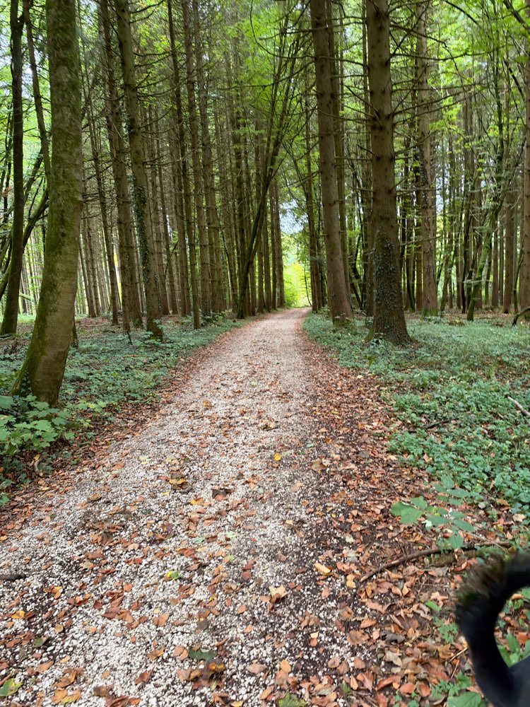 Hundetreffen-Social Walk-Profilbild