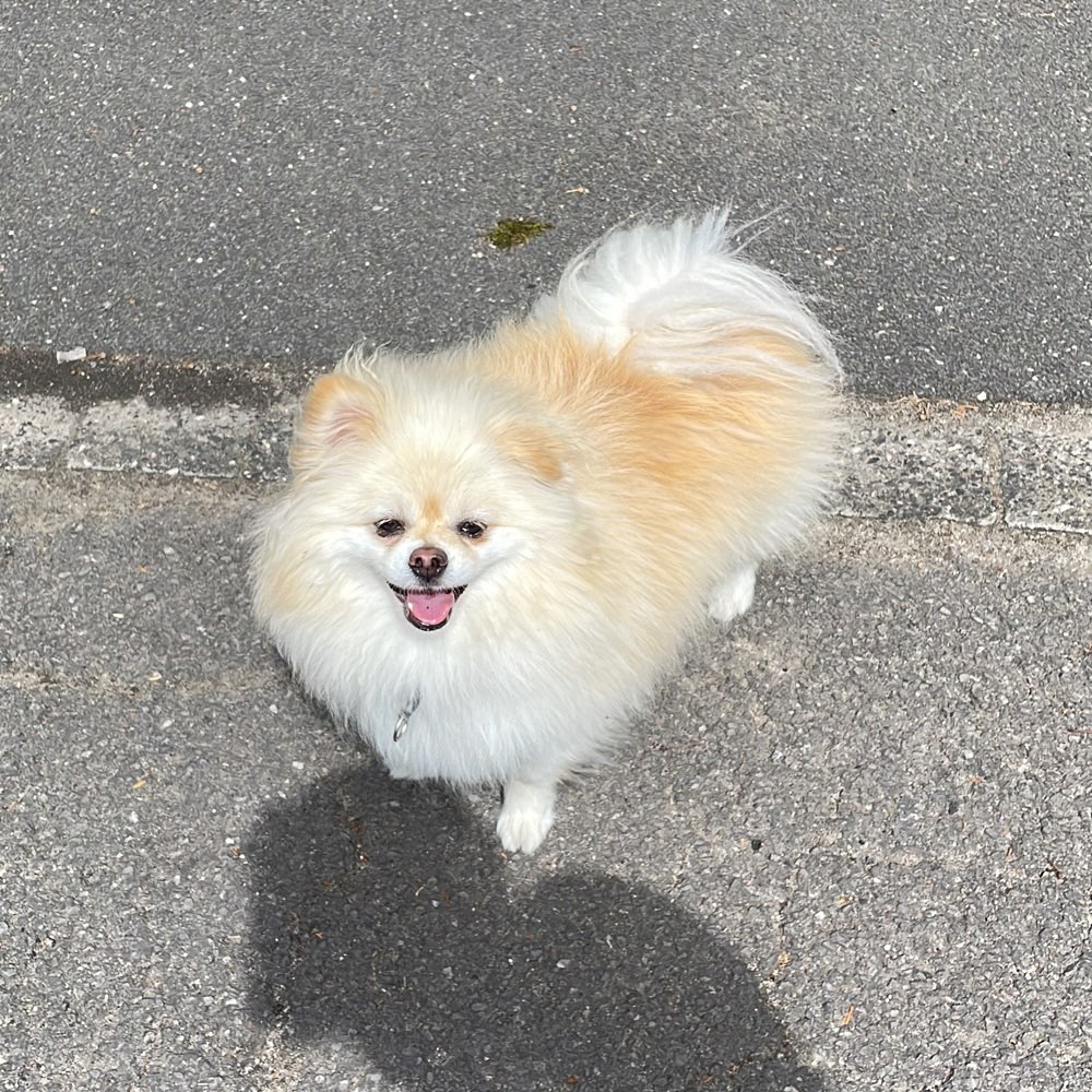 Hundetreffen-Pomeranian Treff-Profilbild