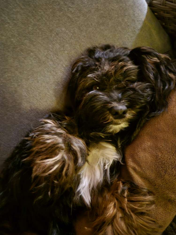 Hundetreffen-Spielerunde mit Ellie-Profilbild