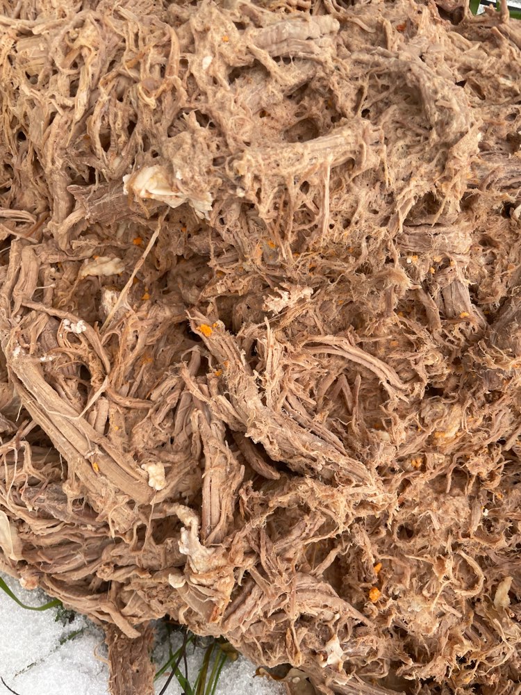 Giftköder-Eventuell Gift-Profilbild